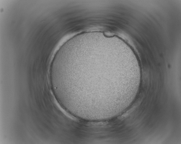 X0000077281429200611101306