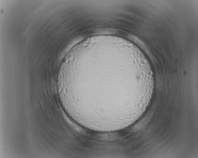 X0000077281433200611101307