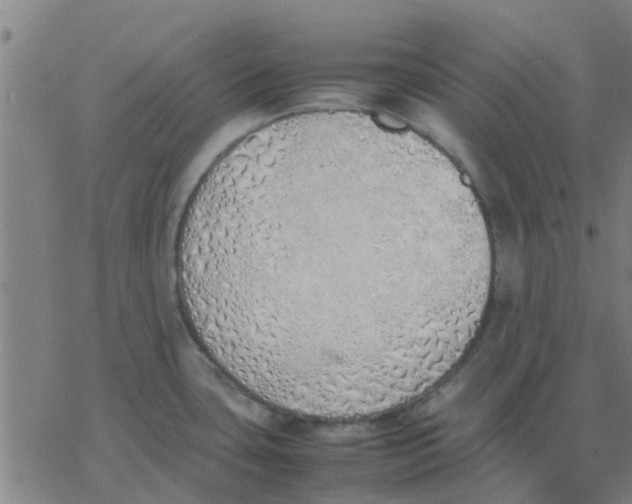 X0000077281435200611101307