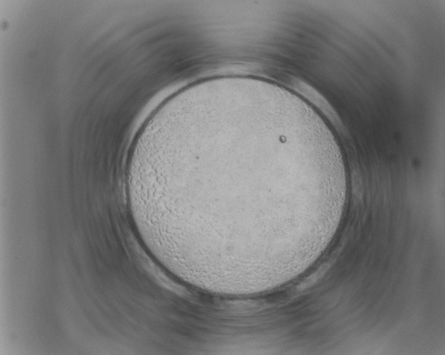 X0000077281436200611101307