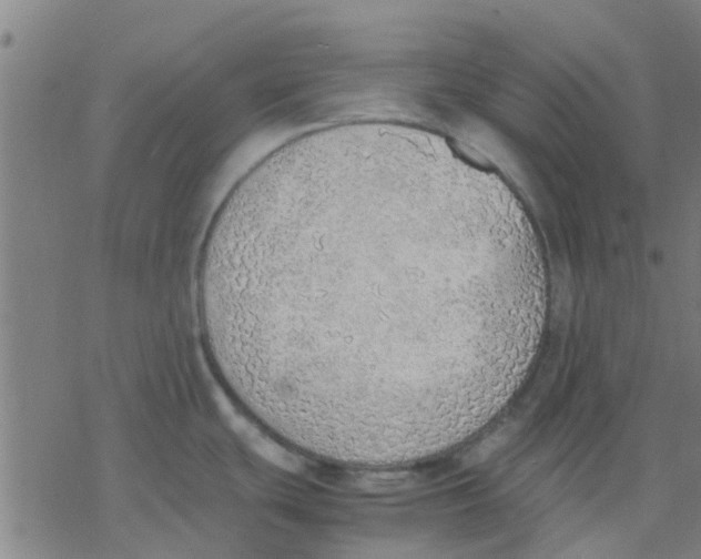 X0000077281439200611101307