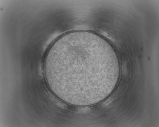 X0000077281454200611101306