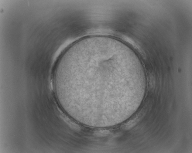 X0000077281462200611101306