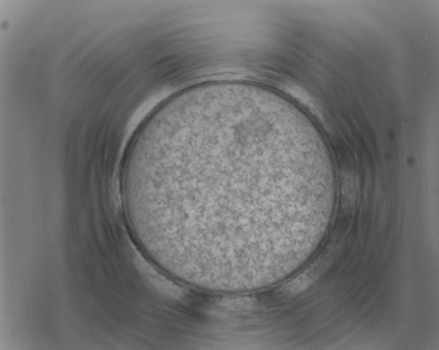 X0000077281466200611101305