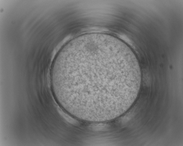 X0000077281474200611101305