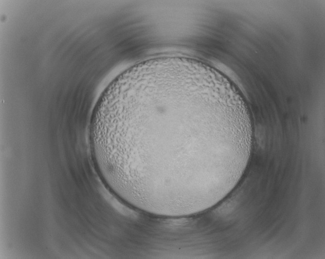 X0000077281482200611101305