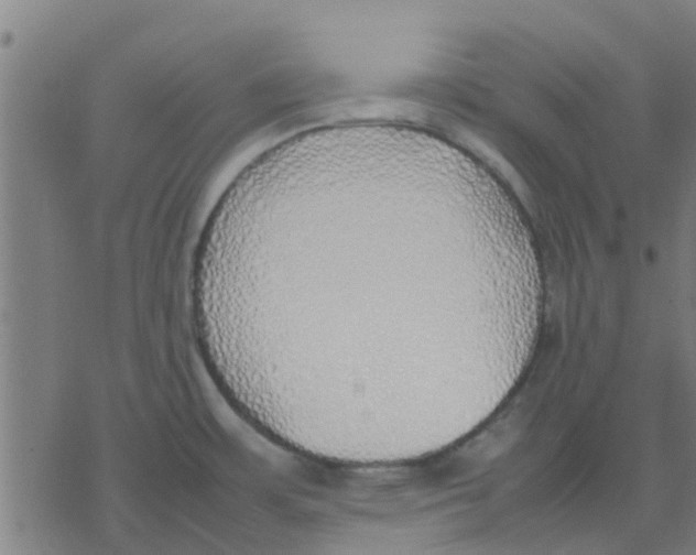 X0000077281483200611101305