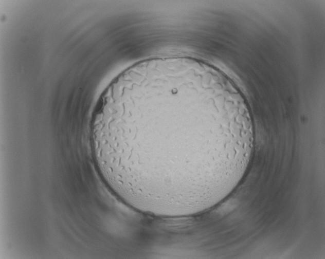 X0000077281486200611101305