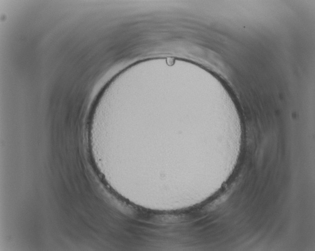 X0000077281517200611101305