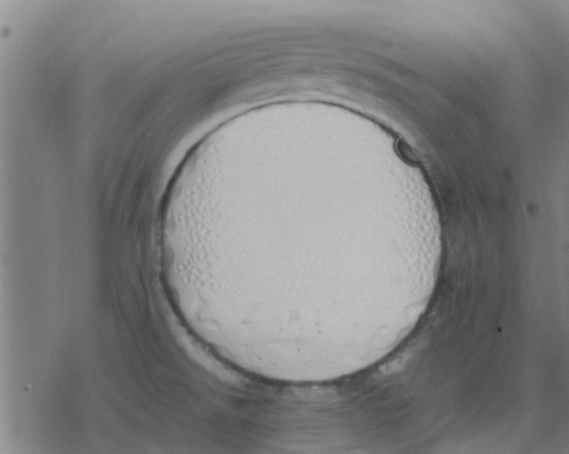 X0000077281526200611101305