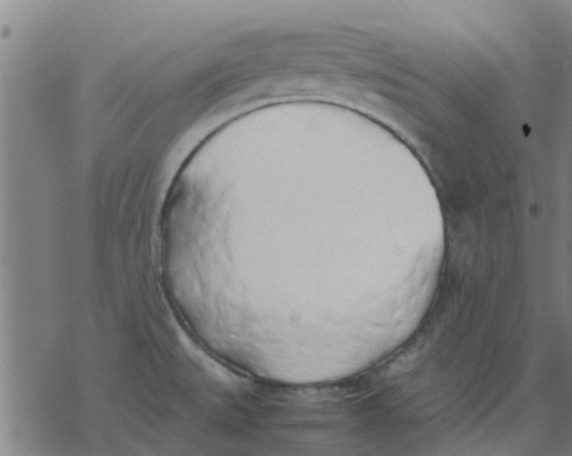 X0000077281527200611101305