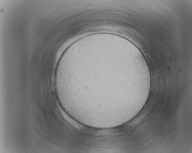 X0000077281535200611101305