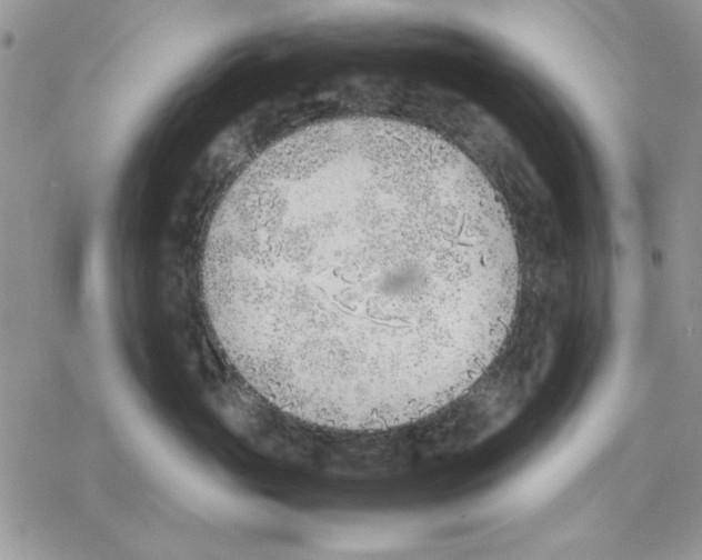 X0000077280765200611171602