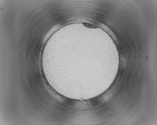 X0000077281002200611171557