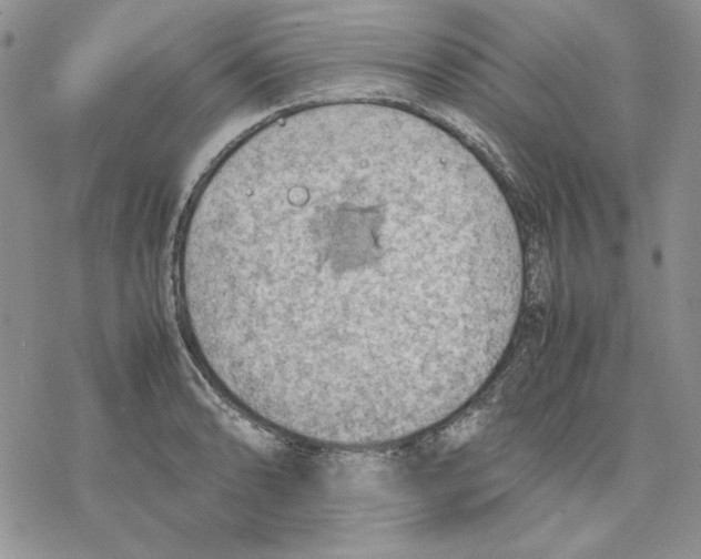 X0000077281086200611171556