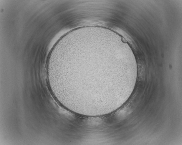 X0000077281094200611171556