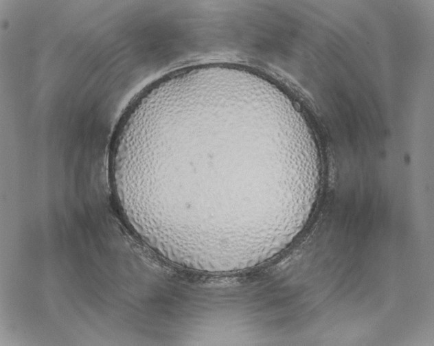 X0000077281174200611171555