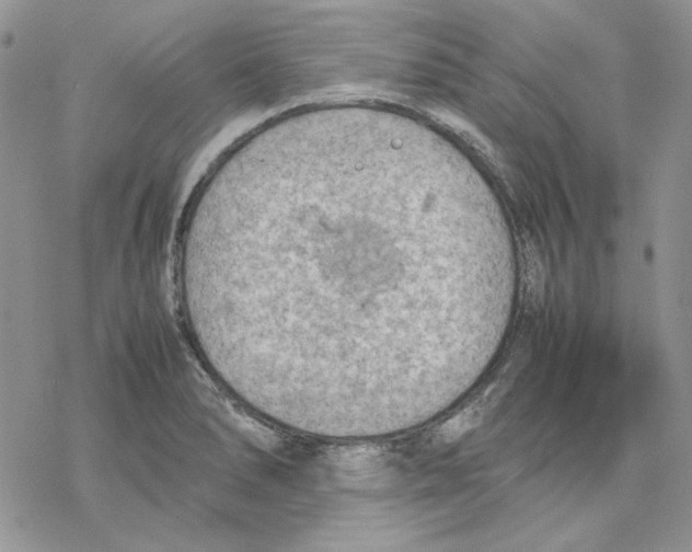 X0000077281278200611171553