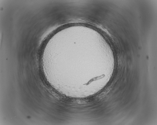 X0000077281311200611171552