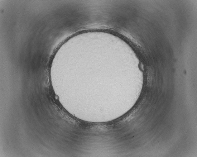 X0000077281358200611171552