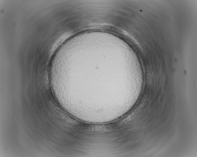 X0000077281362200611171551