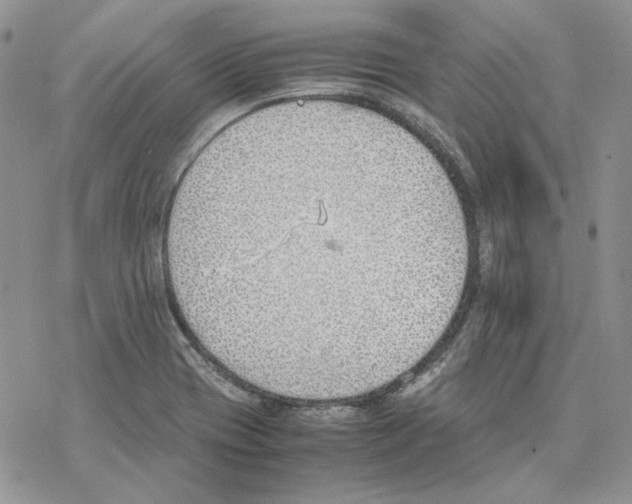 X0000077281417200611171551