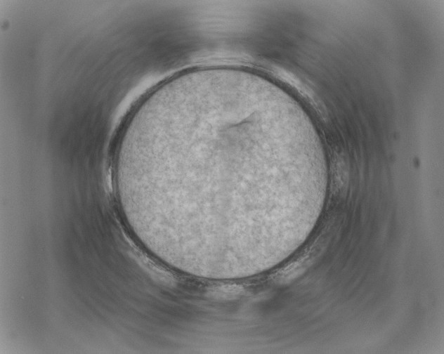 X0000077281462200611171550