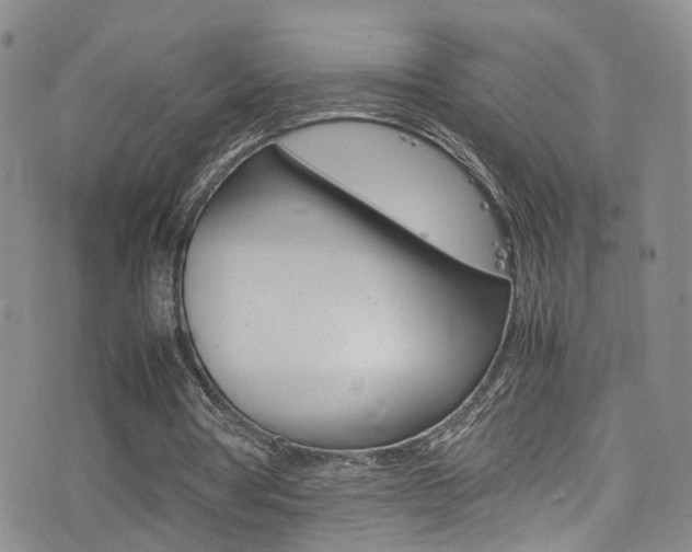 X0000077290386200610200815