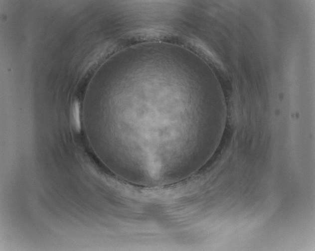 X0000077290022200610201145