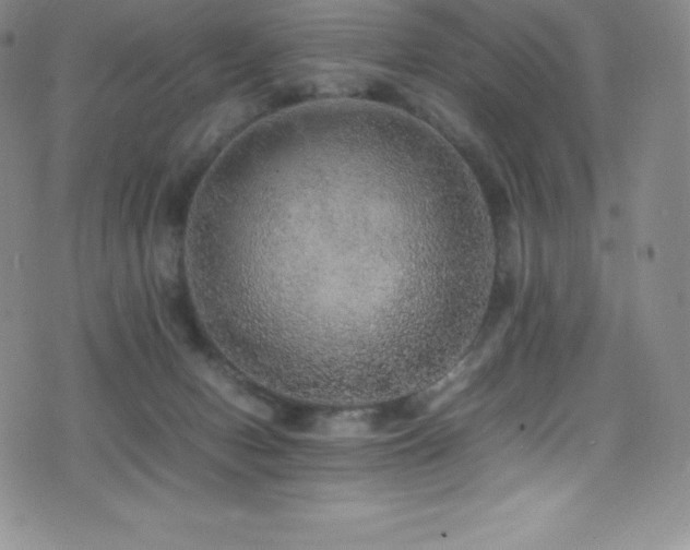 X0000077290078200610201145