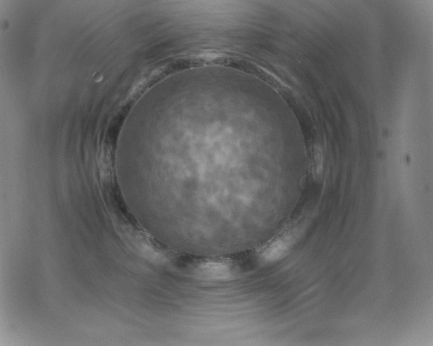 X0000077290236200610201142