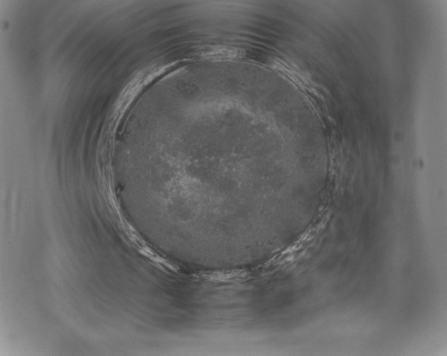 X0000077290241200610201141