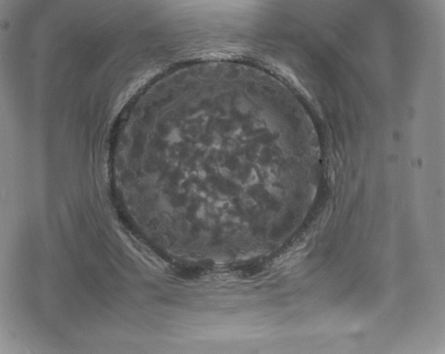 X0000077290299200610201141