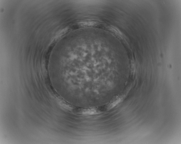 X0000077290377200610201140