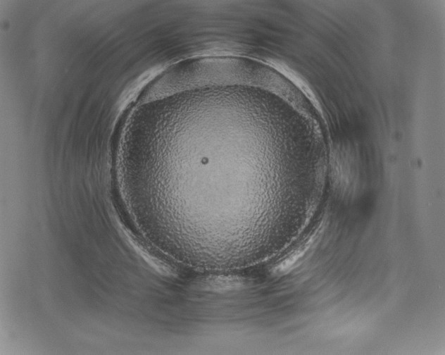 X0000077290437200610201138