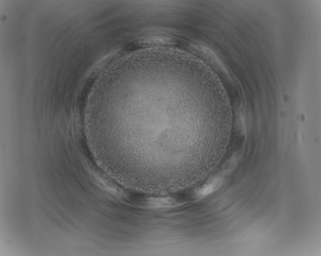X0000077290457200610201138