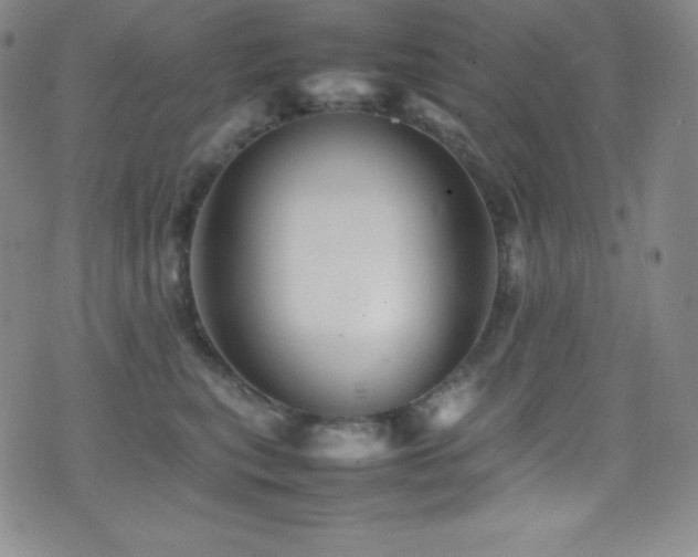 X0000077290567200610201137