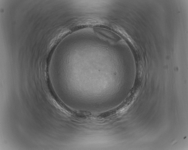 X0000077290585200610201136