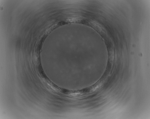 X0000077290653200610201135