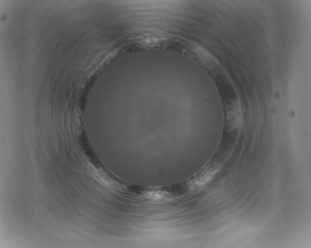 X0000077290654200610201135