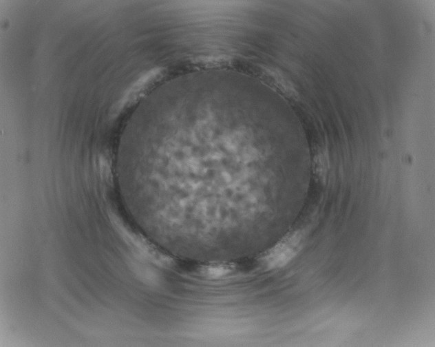 X0000077290662200610201135