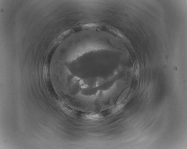 X0000077290669200610201135