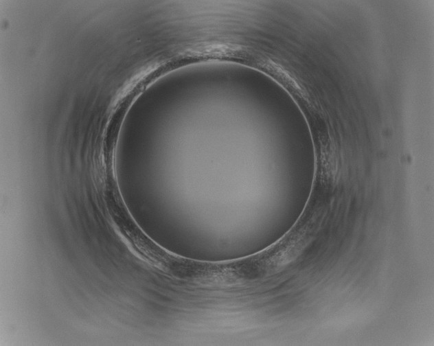 X0000077290674200610201135