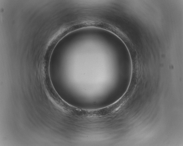 X0000077290730200610201133