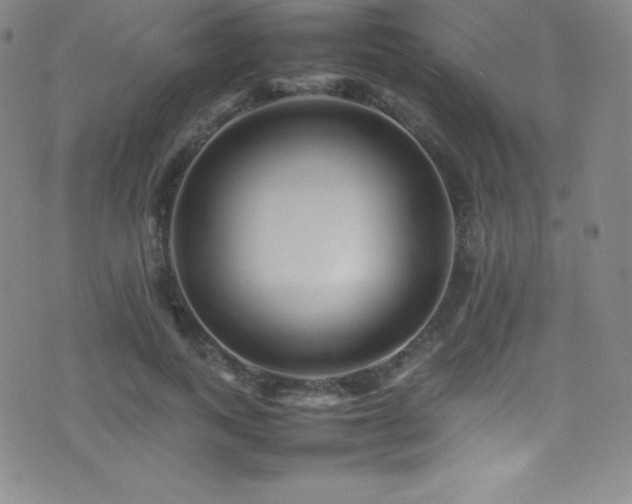 X0000077290743200610201133