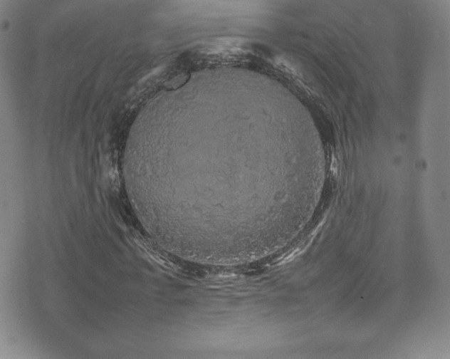 X0000077290771200610201133