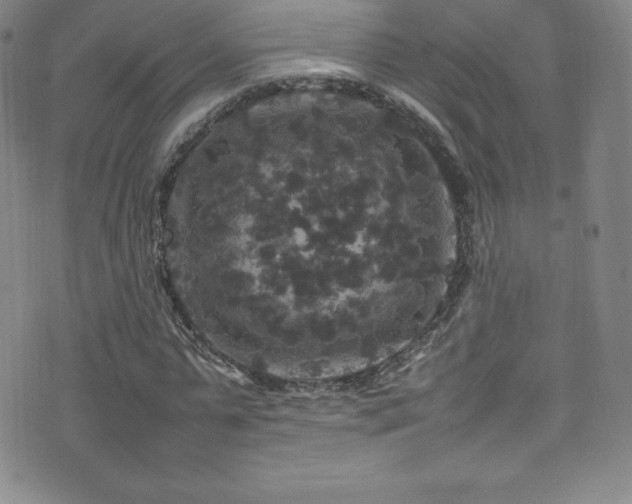 X0000077290775200610201133