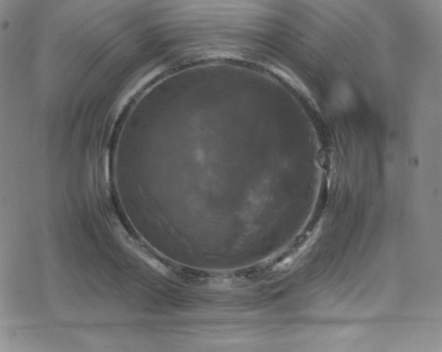 X0000077290790200610201133
