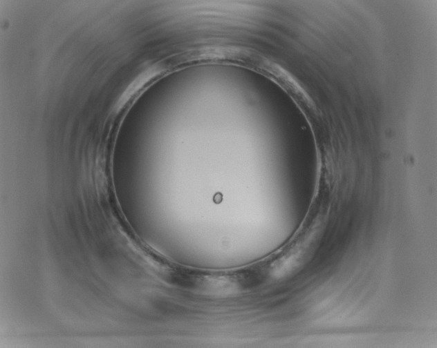 X0000077290794200610201133