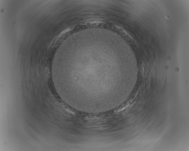 X0000077290821200610201131